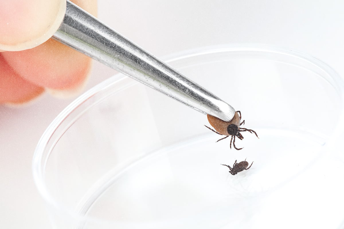 Inside a Johns Hopkins Study Giving Psilocybin to Lyme Patients