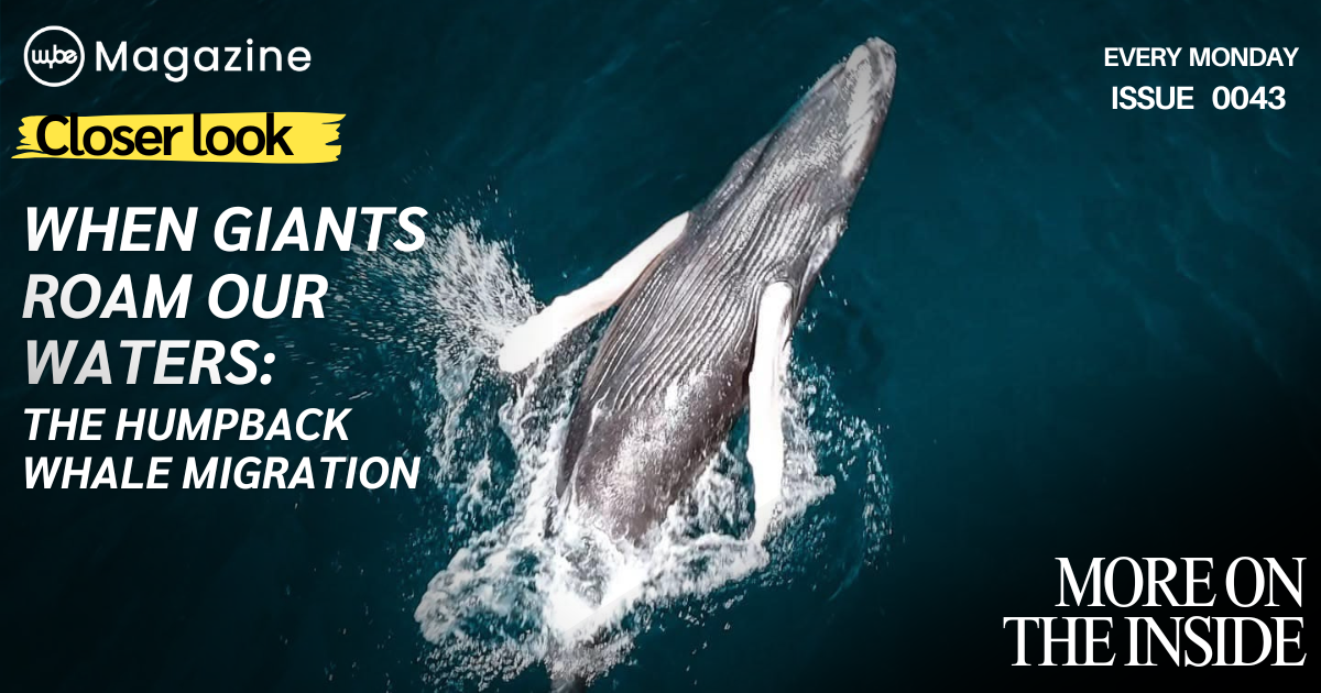 When Giants Roam Our Waters: The Humpback Whale Migration