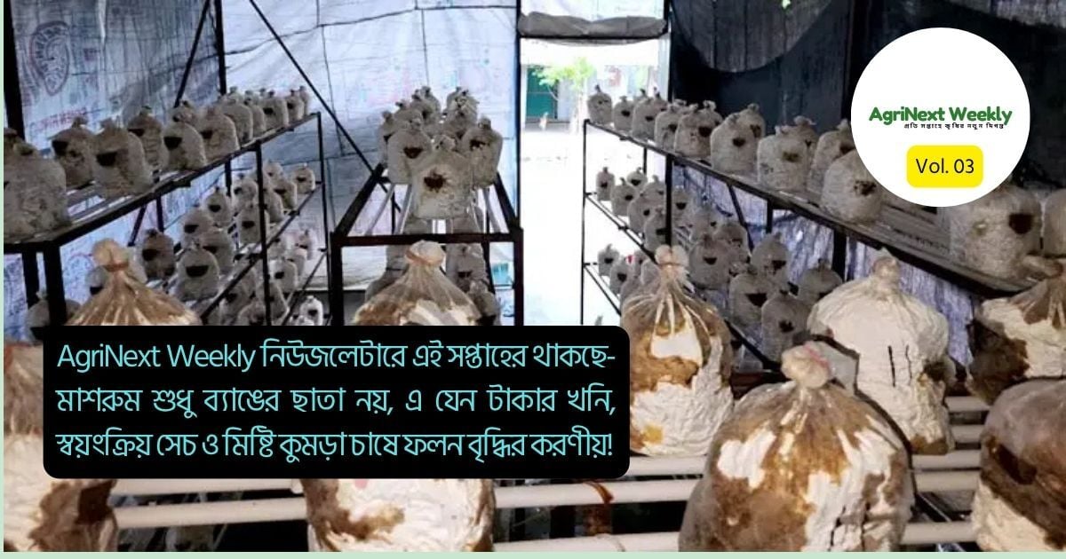 AgriNext Weekly । Vol. 03 – মাশরুম শুধু ব্যাঙের ছাতা নয়, এ যেন টাকার খনি