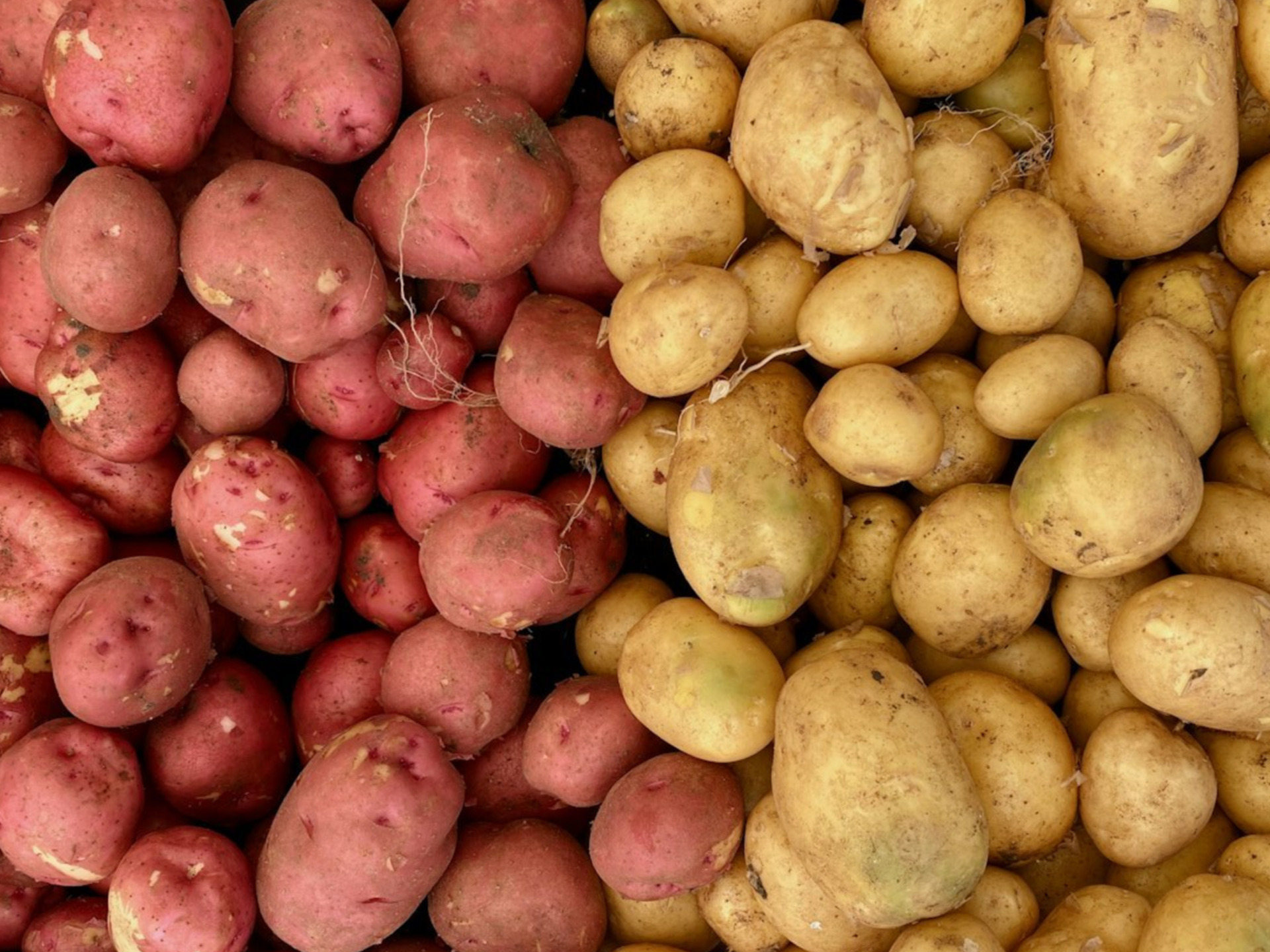 Portland Grocery Deals (Oct. 15-21): Rock-Bottom Potatoes & $5 Lobster Tails