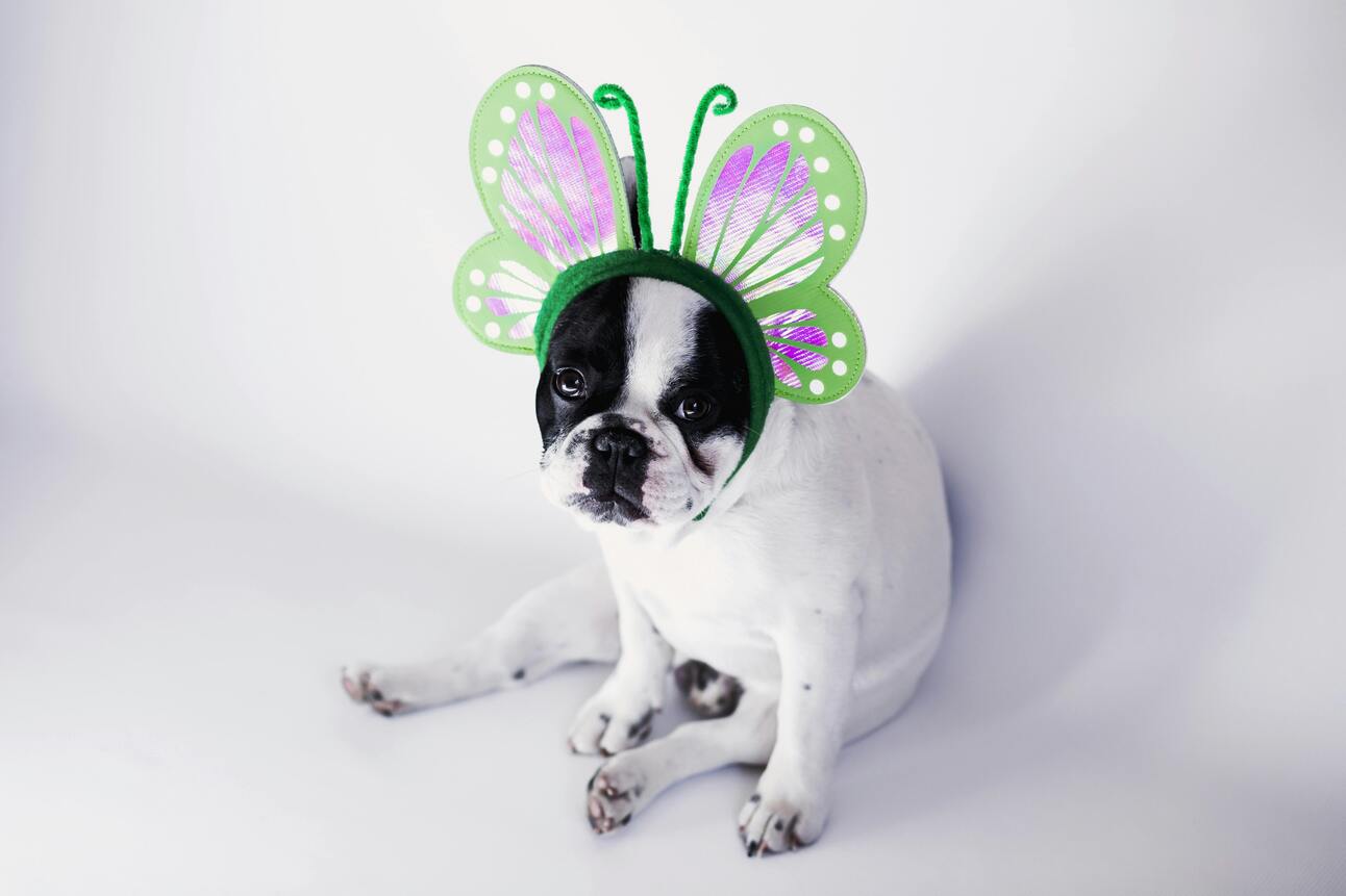 Why Some Dogs Aren't Social Butterflies – And That’s Okay!