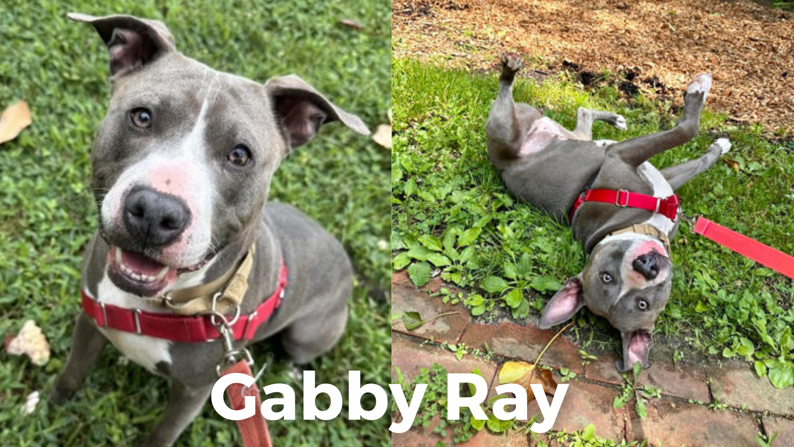 🍦Should AACPS redistrict? 