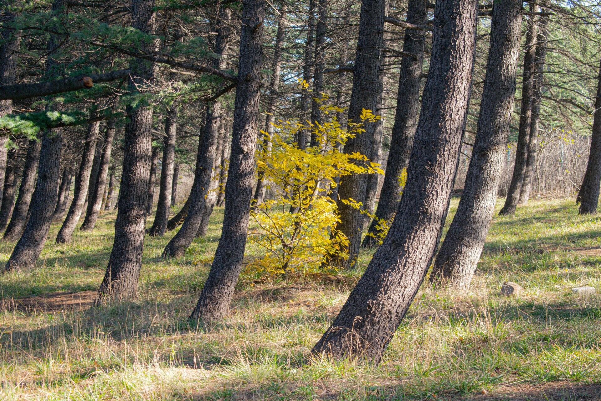 🍇 One Percent at a Time