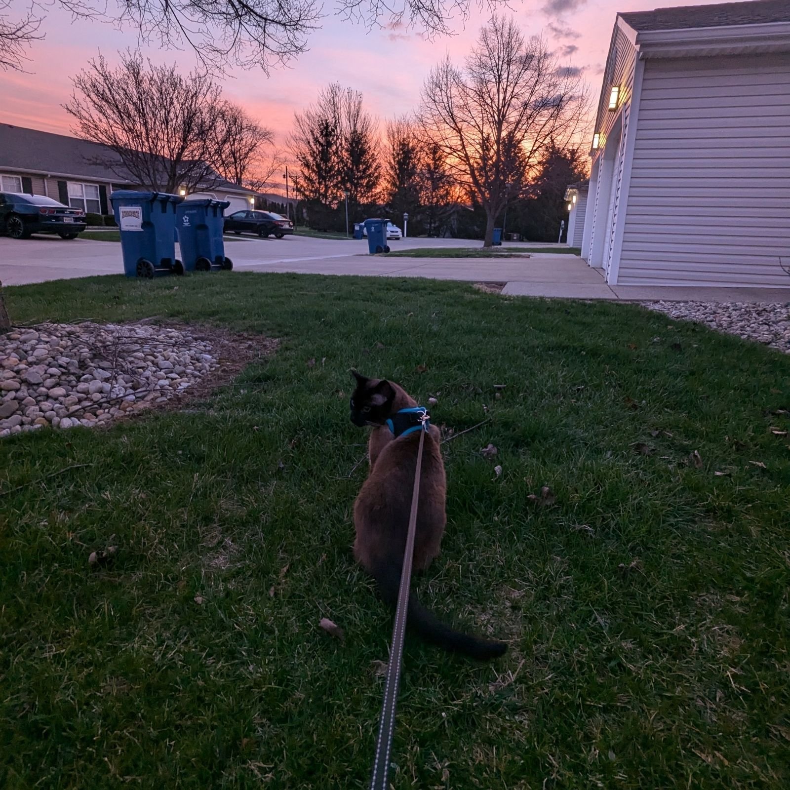 The Pre-Dawn Patrol 🌅🌈