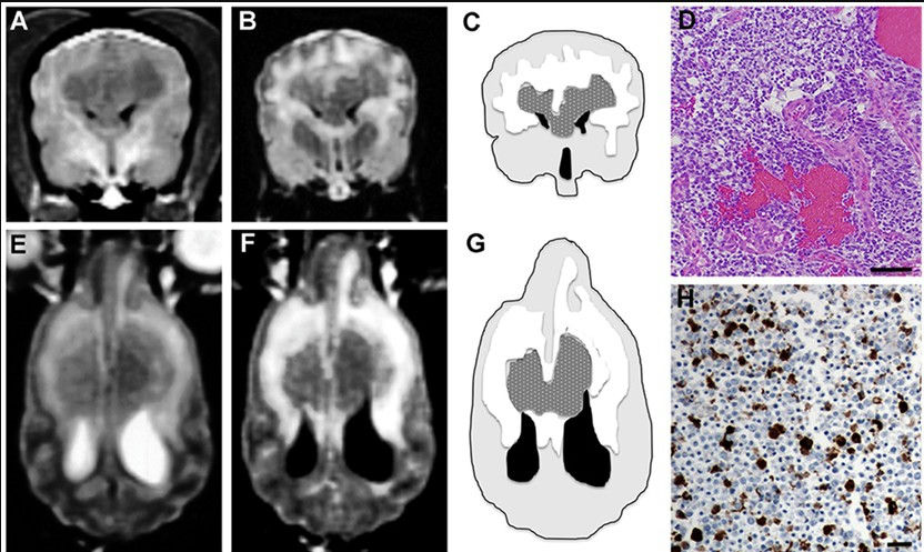 Butterfly Glioblastoma Identified in Dogs: Distinct MRI Features of a Rare, Aggressive Brain Tumor
