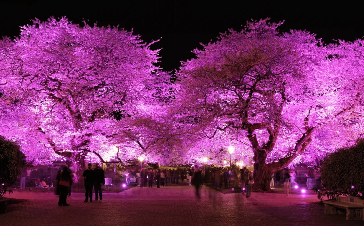 Northeast Seattle Wire — Week of March 29, 2026