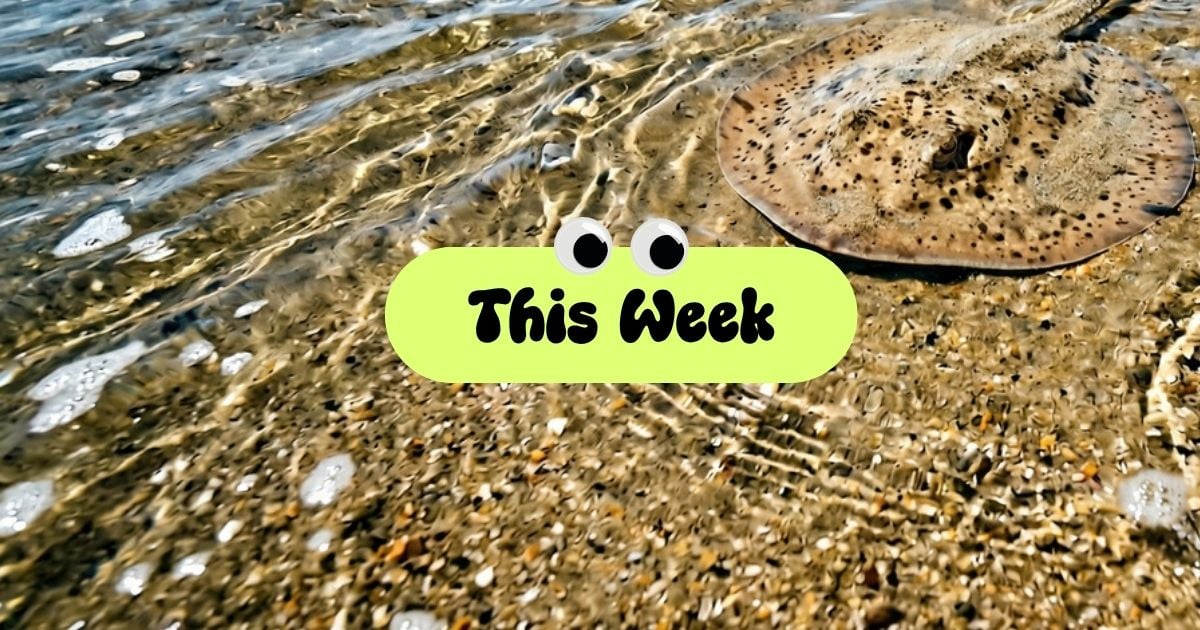 Venice Rising Weekly: April 14–20