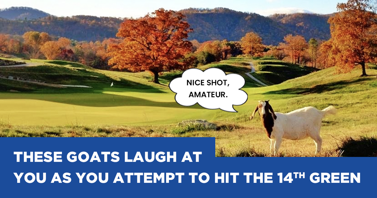 Golf with a Family of Goats + Beat the Tour Pro 68% Avg. Make Rate with This Putting Drill