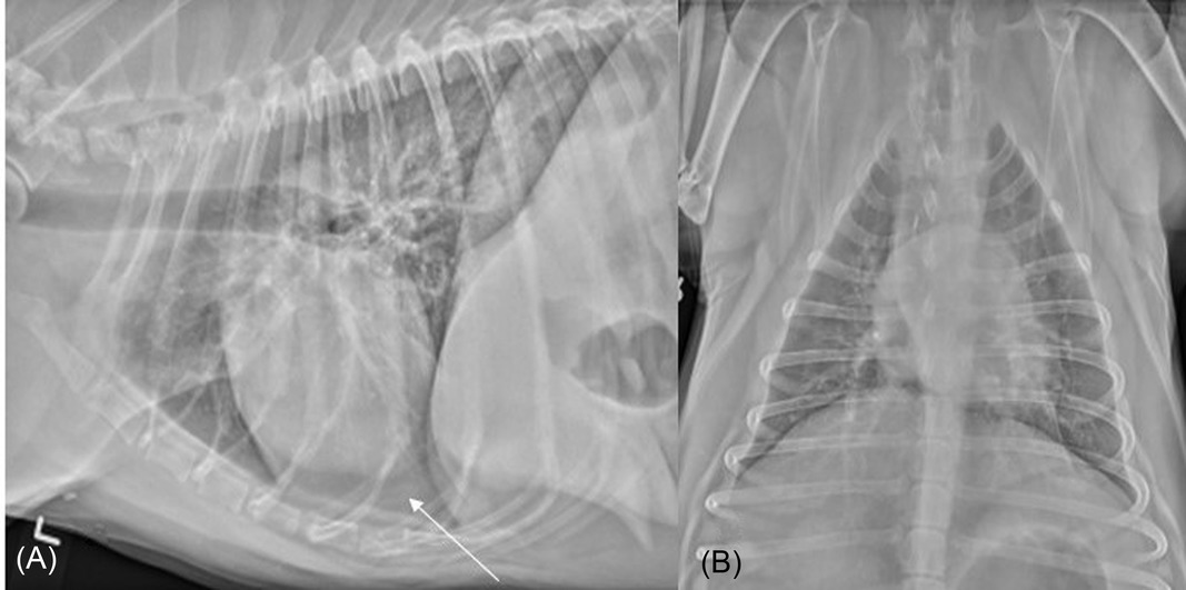 Vetology AI Accurately Detects Pleural Effusion in Canine Thoracic Radiographs