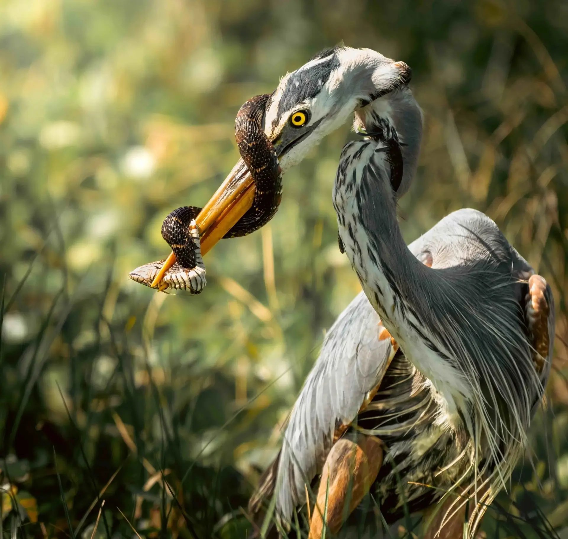 Unbelievable Photos Show Snake Fighting Against Blue Heron
