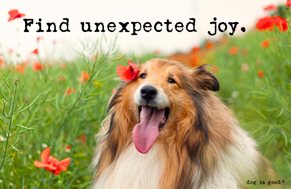 Find Unexpected Joy. 