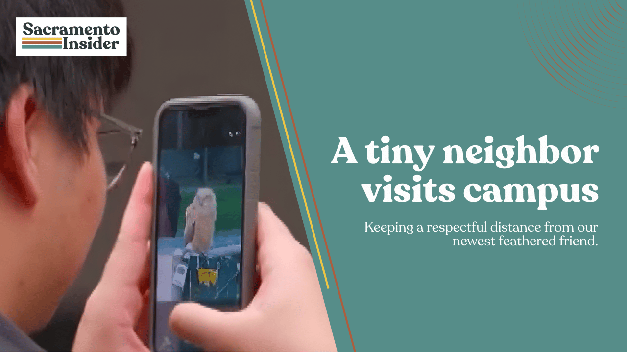 🦉 A tiny owl just stole the spotlight at Sac State!