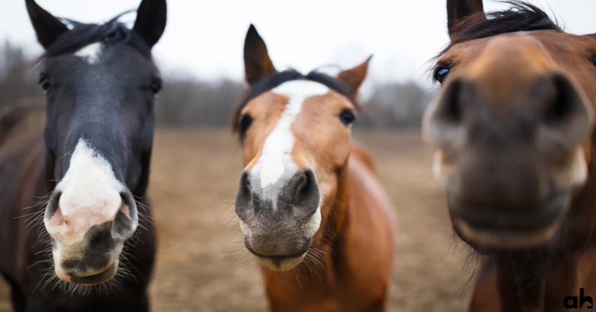 Everything You Need To Know About Horse Colors & Coat Patterns