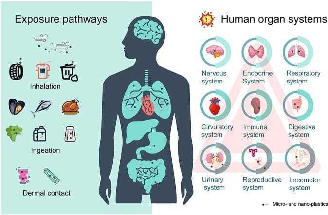 Les microplastiques : menace réelle ou nouveau fantasme médiatique ?