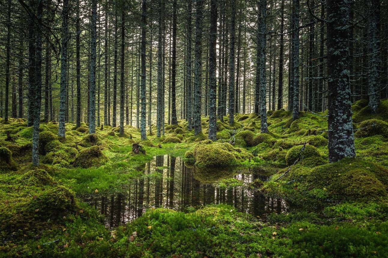 67 - Northern Forests