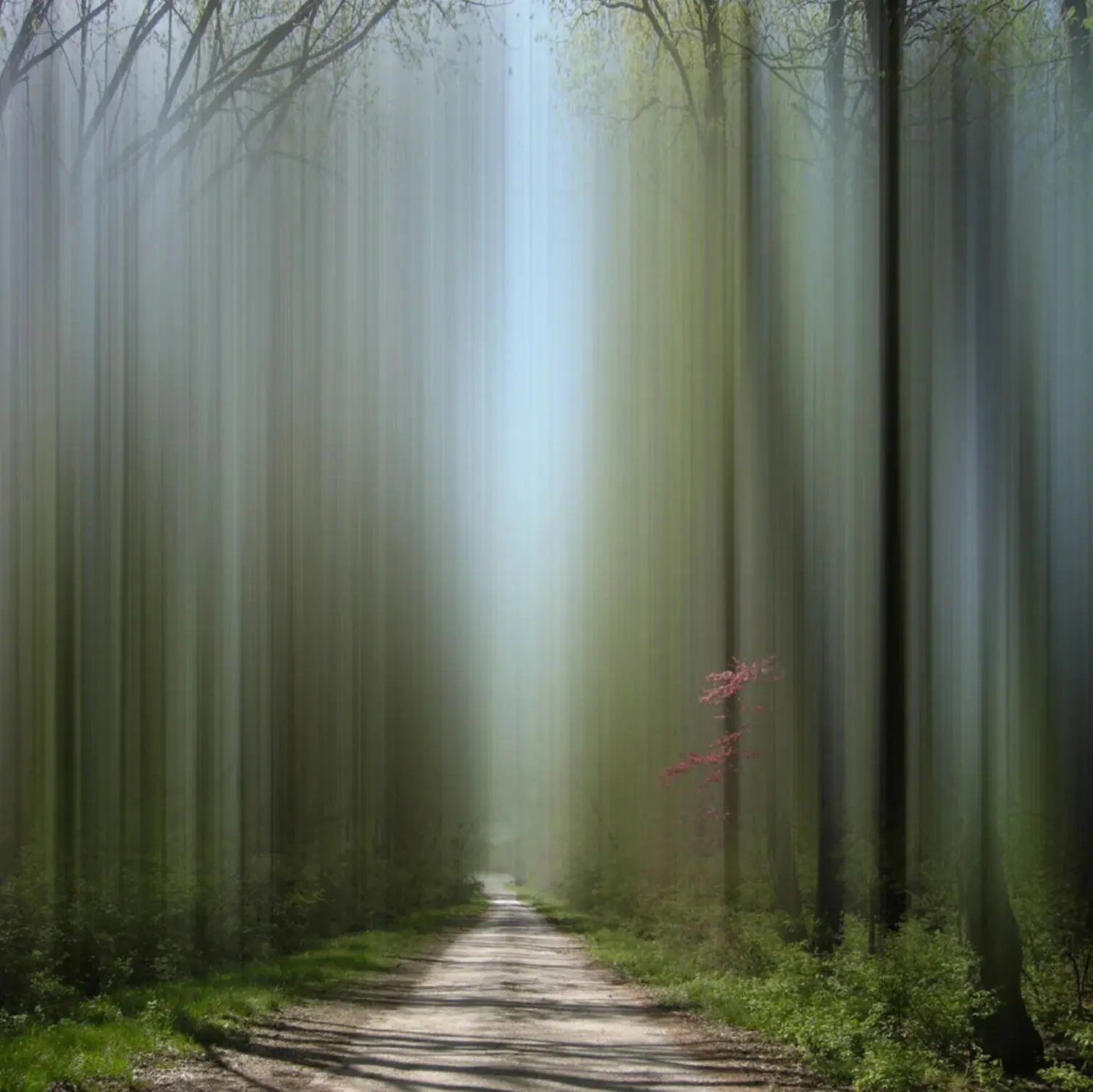 Ellen Jantzen’s Ethereal Ghost Trees