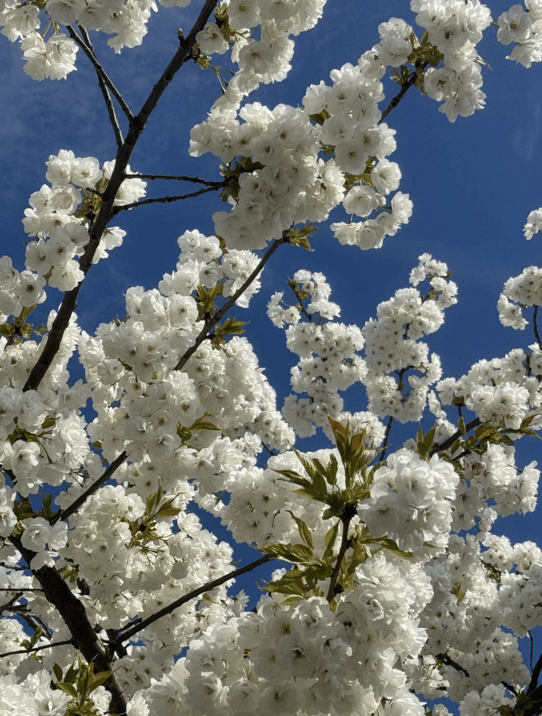 🦊 Things to do this weekend in North London May 2-4