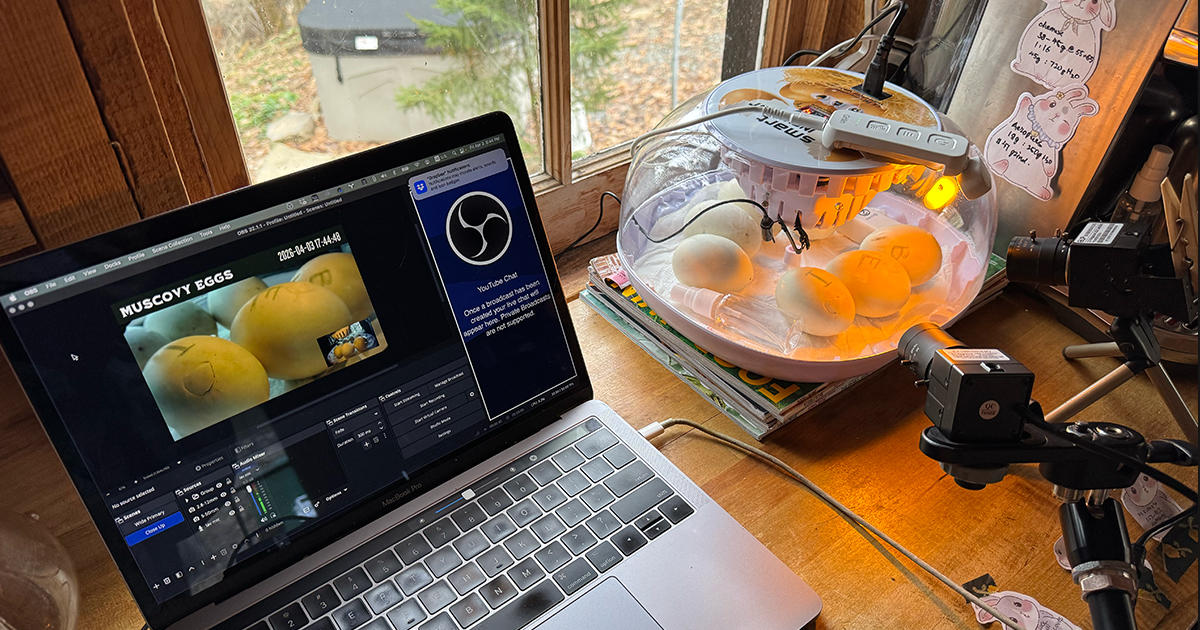 Muscovy Hatching Stream is Live