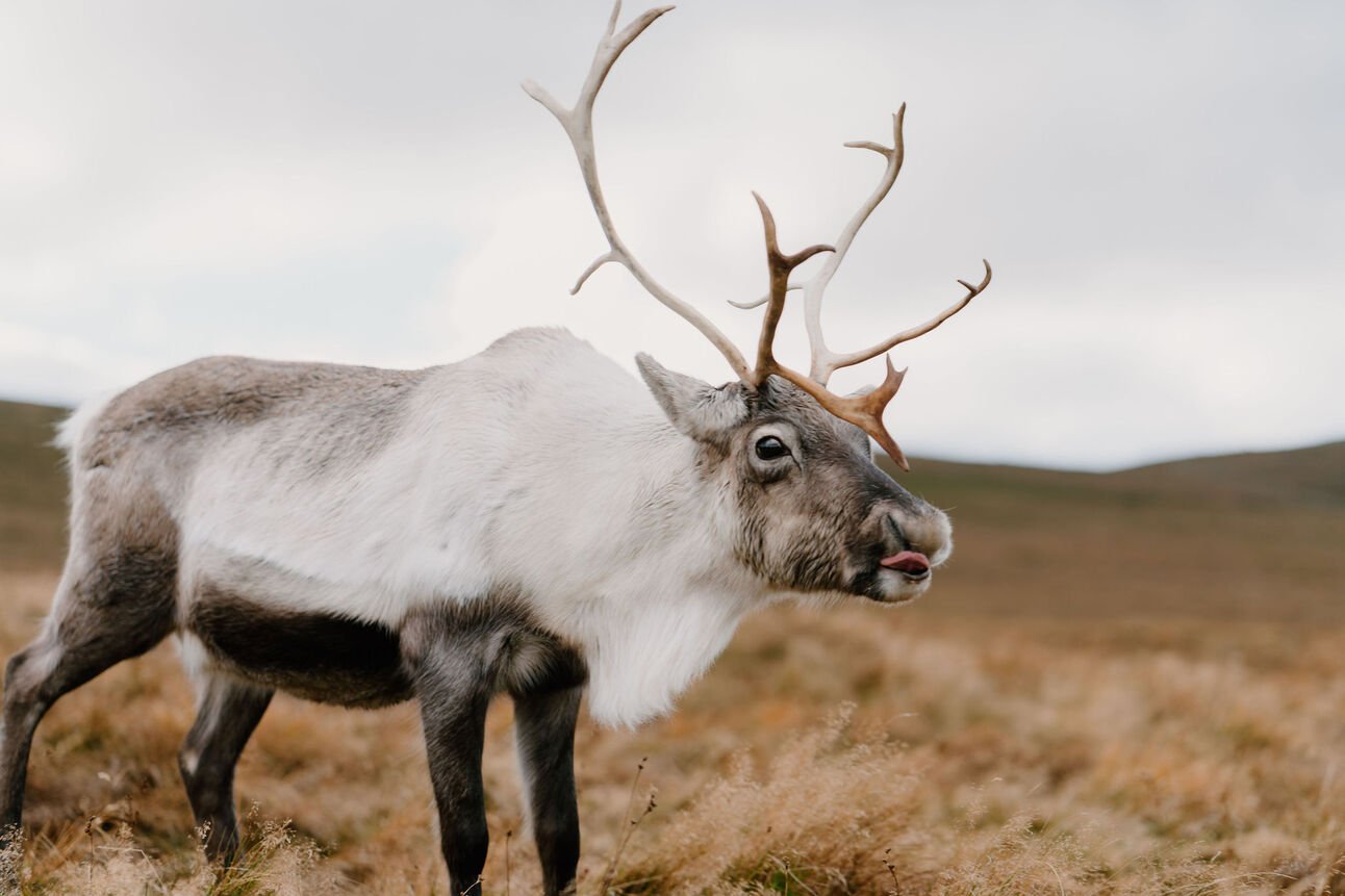 Merry Christmas from Hidden Scotland