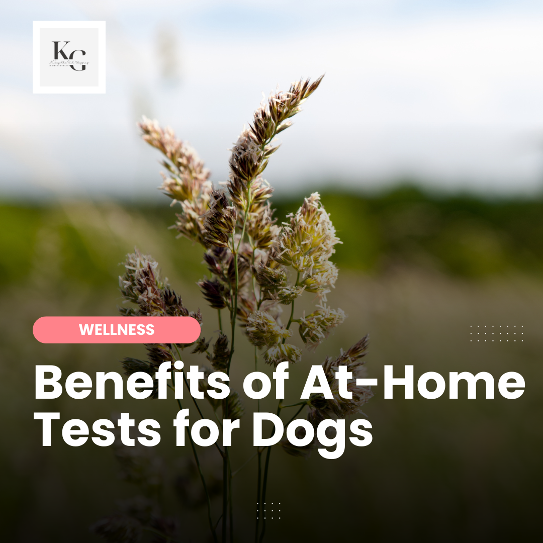 The Benefits of At-Home Tests for Dogs