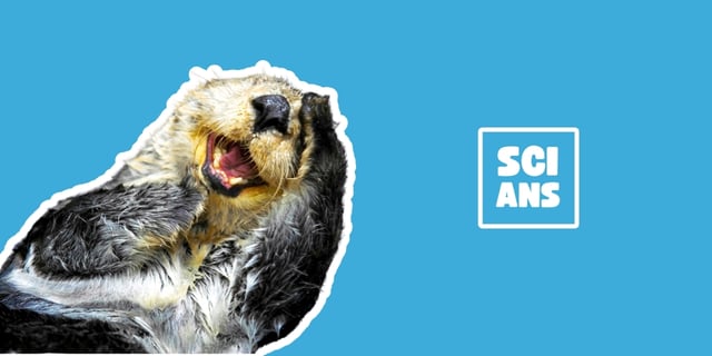 Sea otters carry rocks in their armpits?