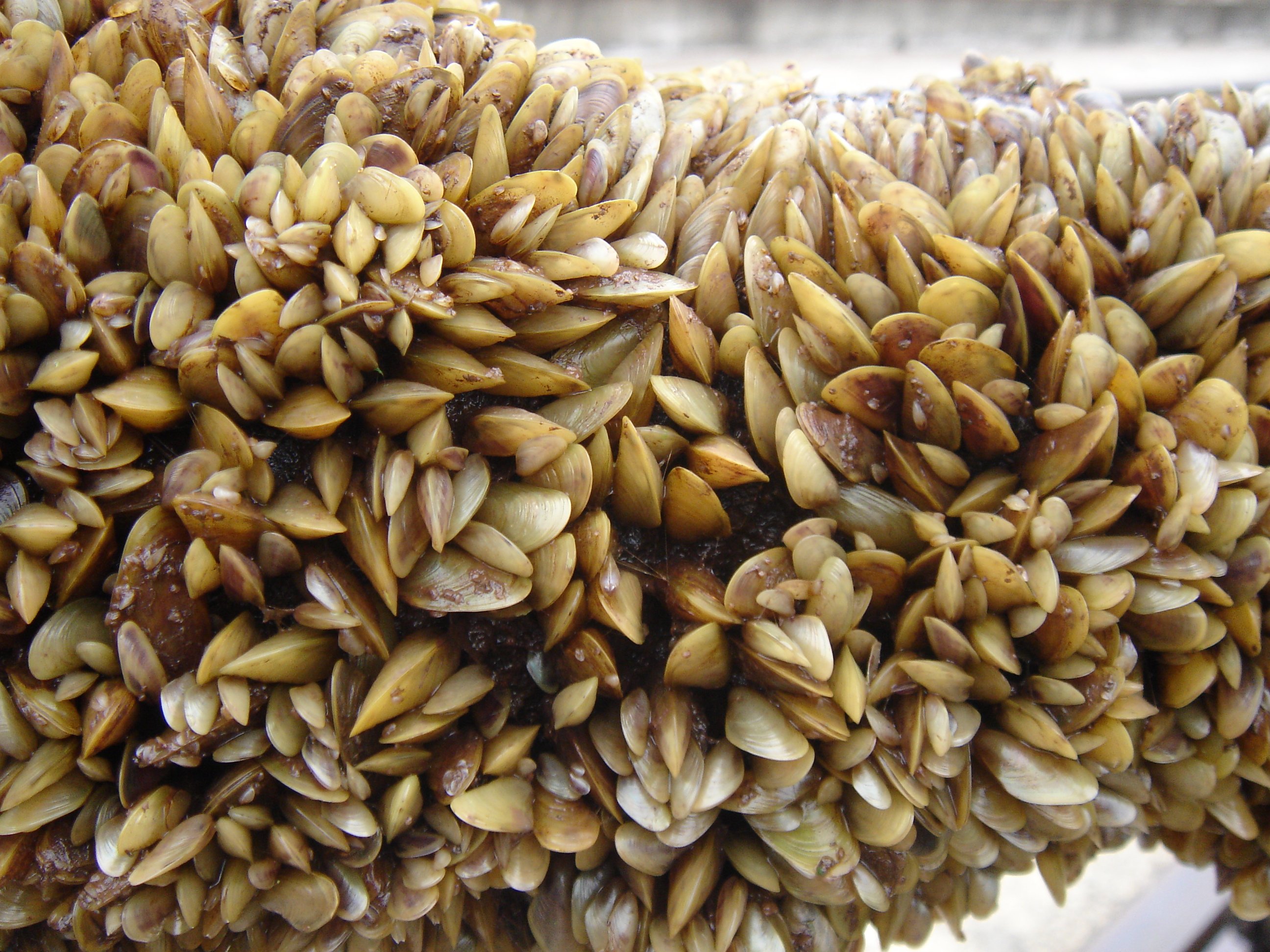 🐐 Animal invasion