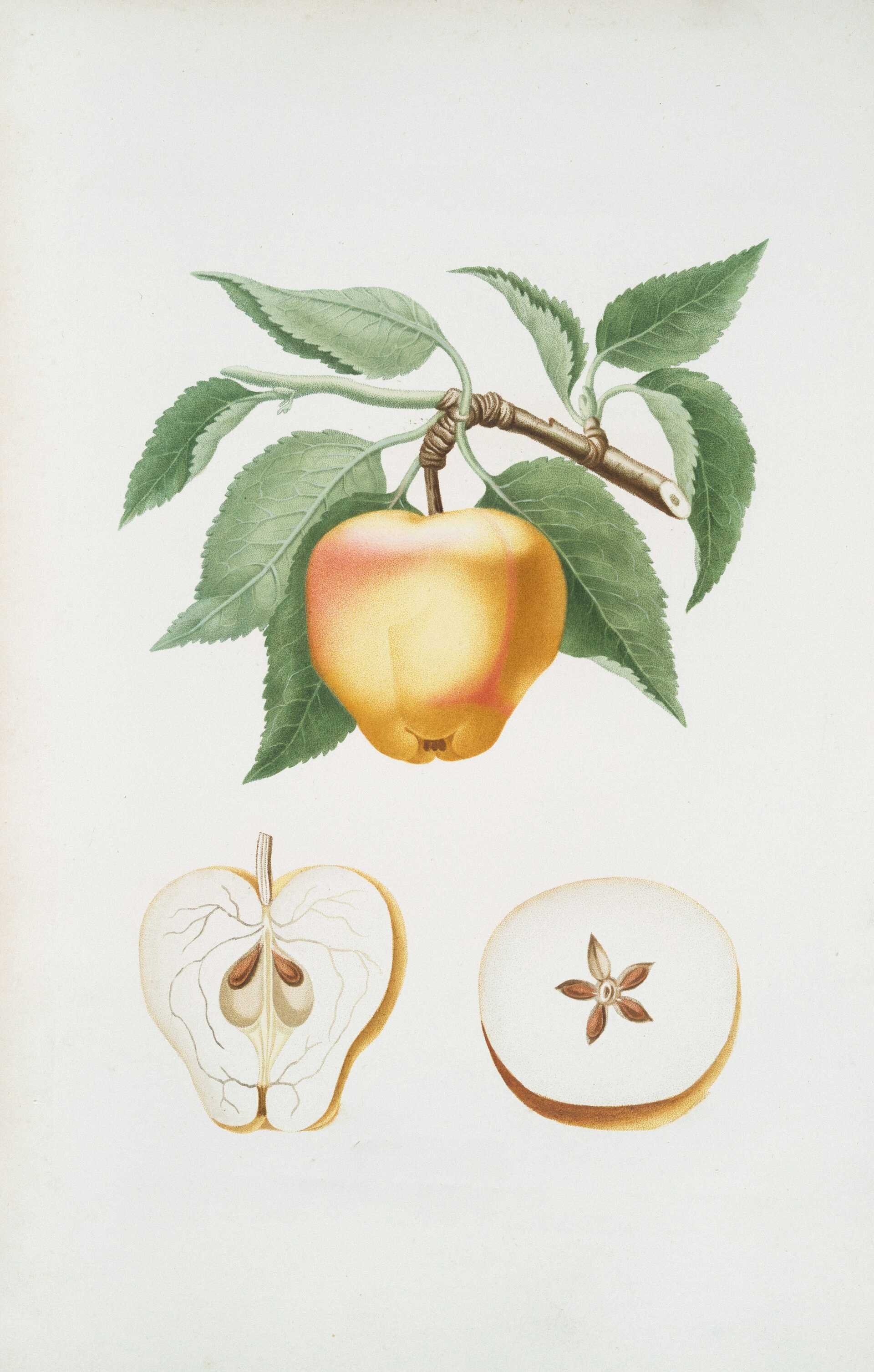 Happy Apple day. And it's only 5 months until Earth Hour. But hang on...