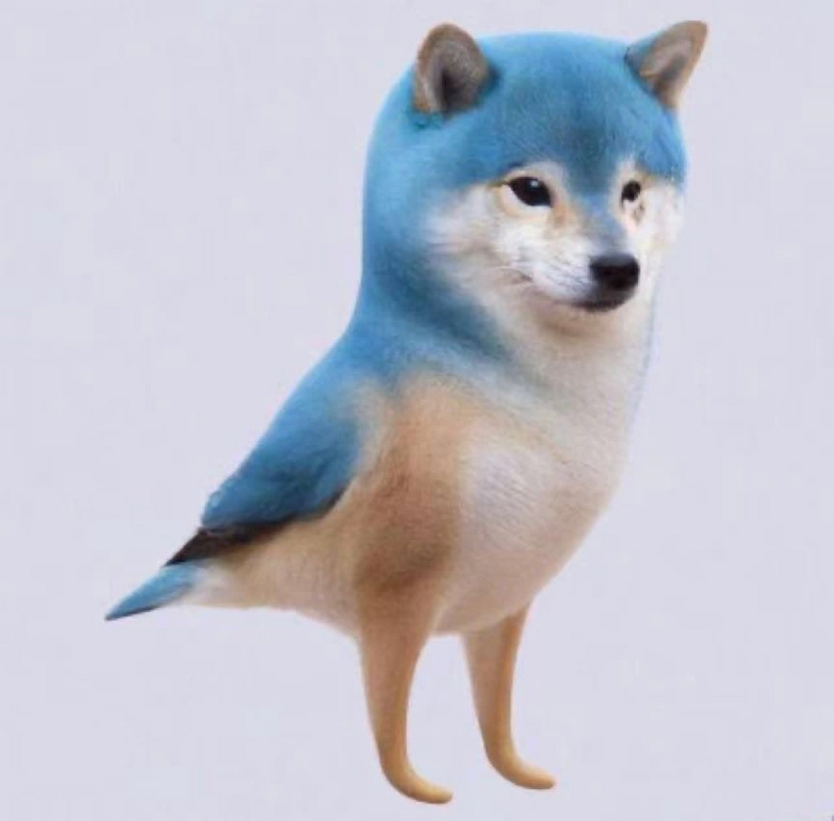 🏠 The DOJ and The Dogebird