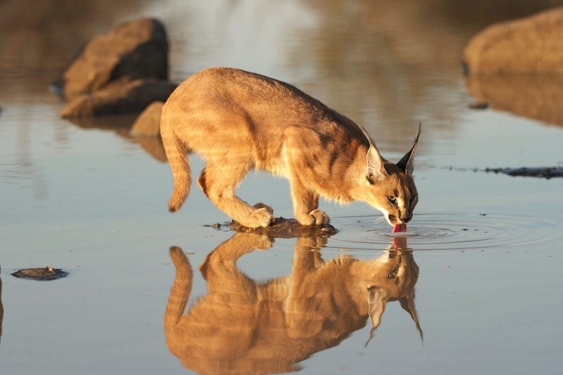 Issue 206: Caracals of Western Cape