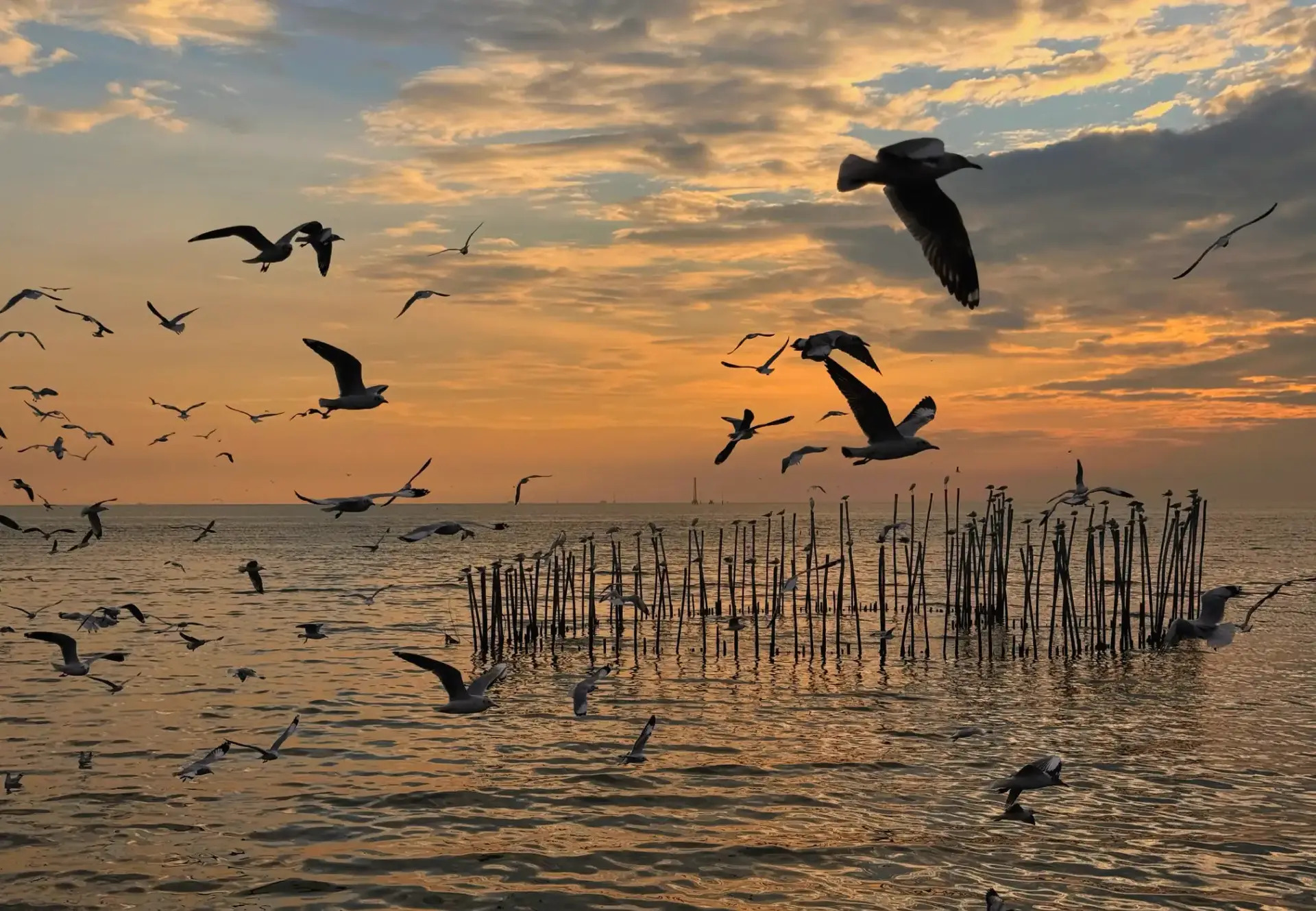 Ibiza Vibes near Bangkok? Bang Pu is the place to be