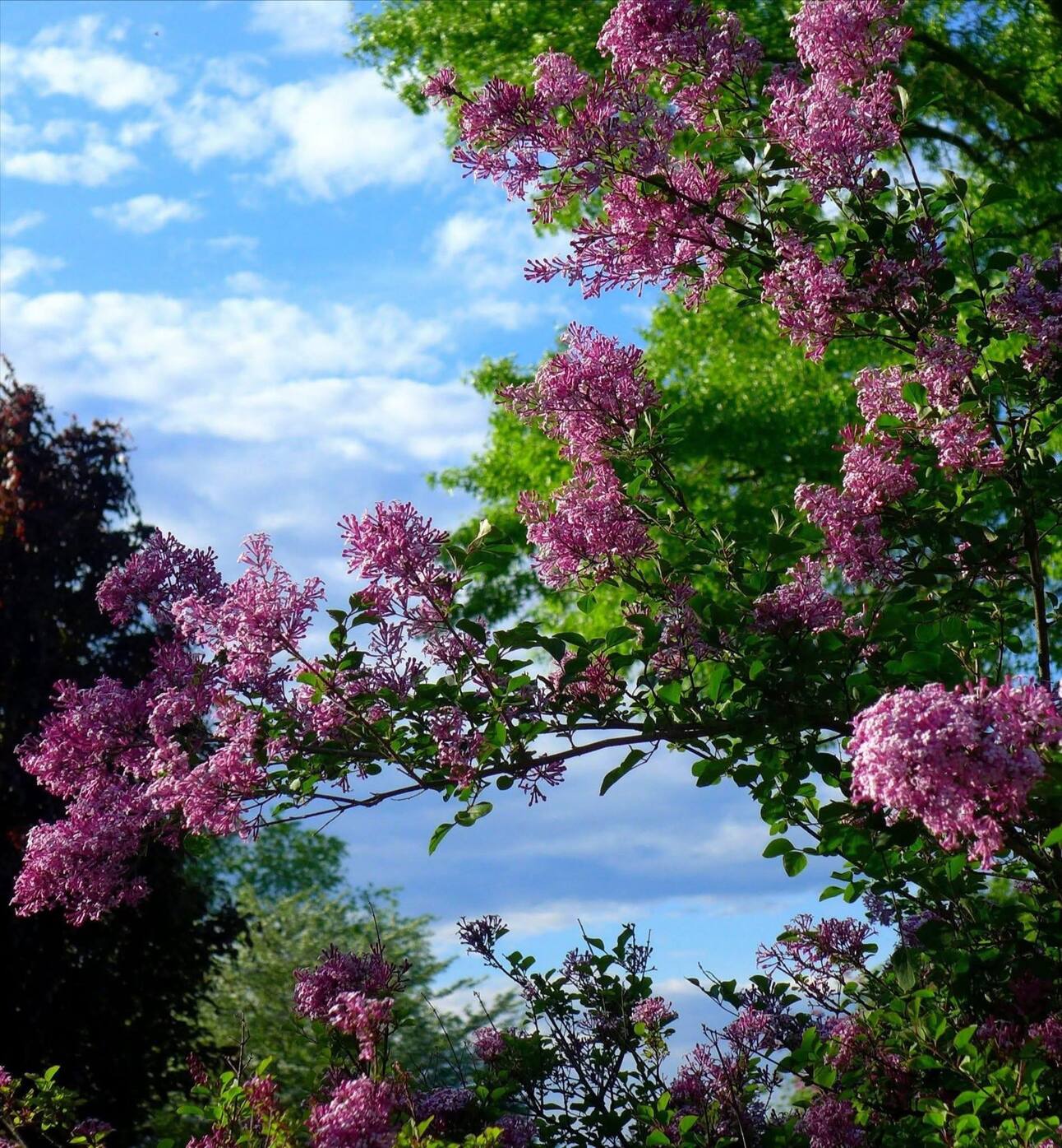 Happy Mother's Day 💐