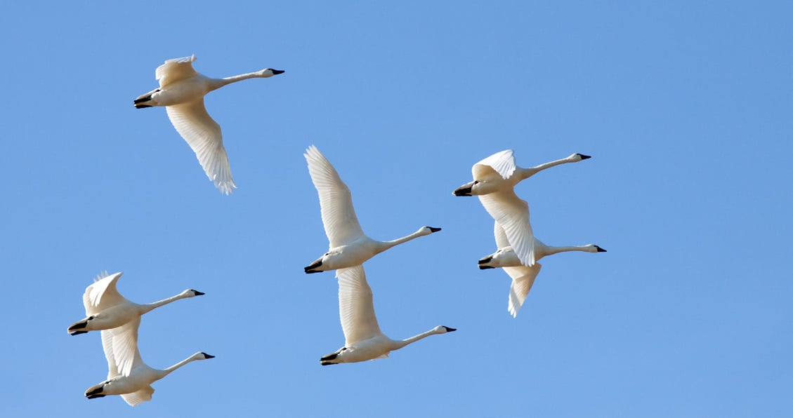 Nature Positive Practices