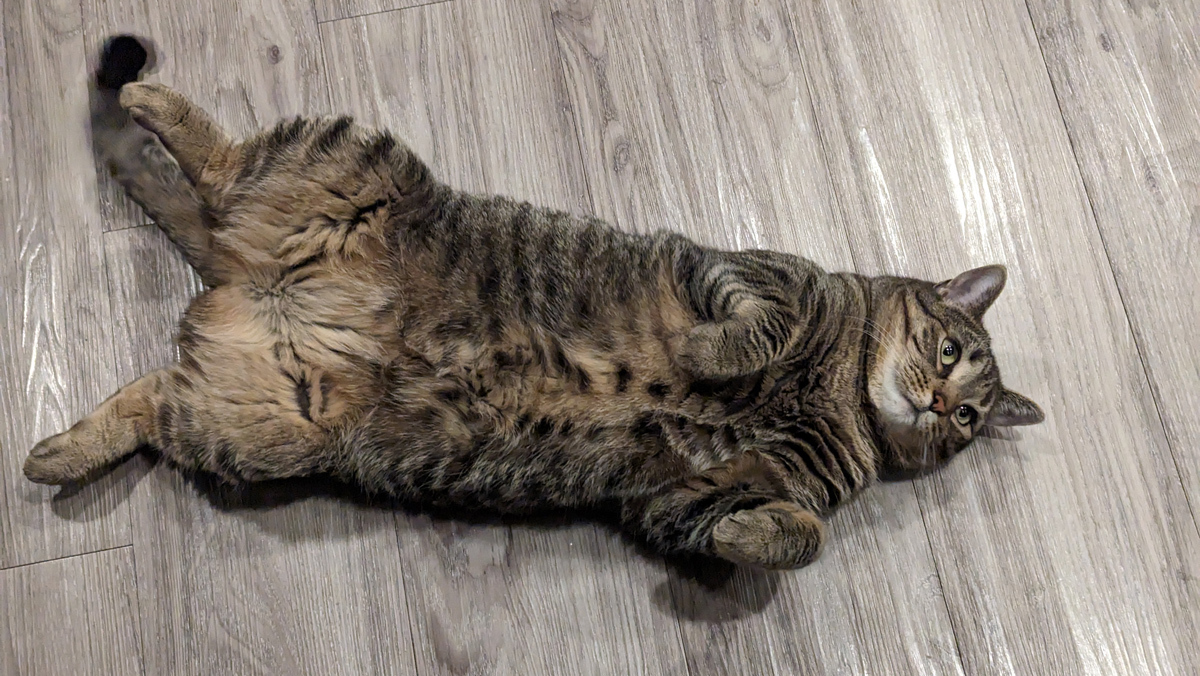 This is the Only Cat You'll Ever See Here