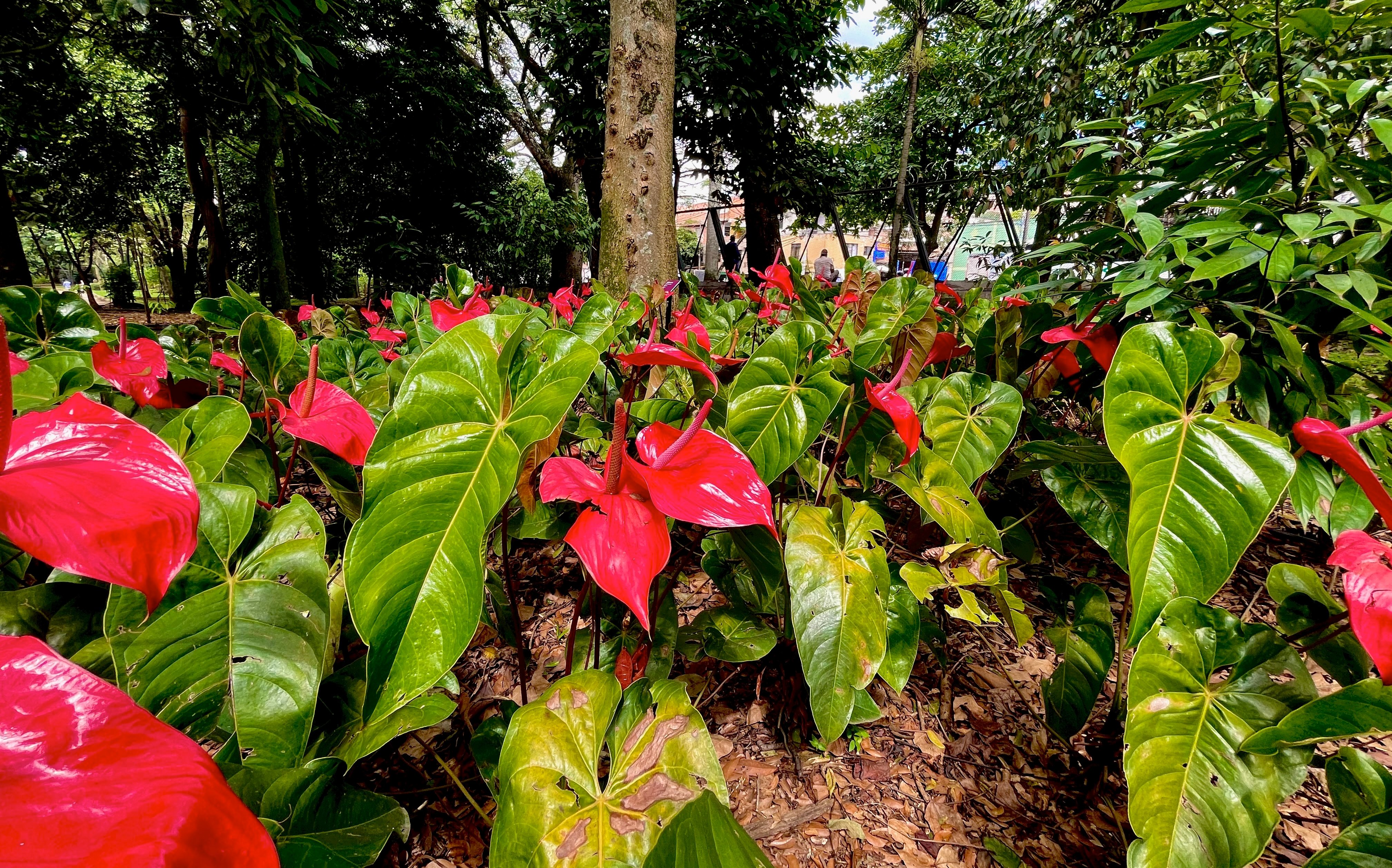 12.01.2026 - Jardín Botánico de Medellín