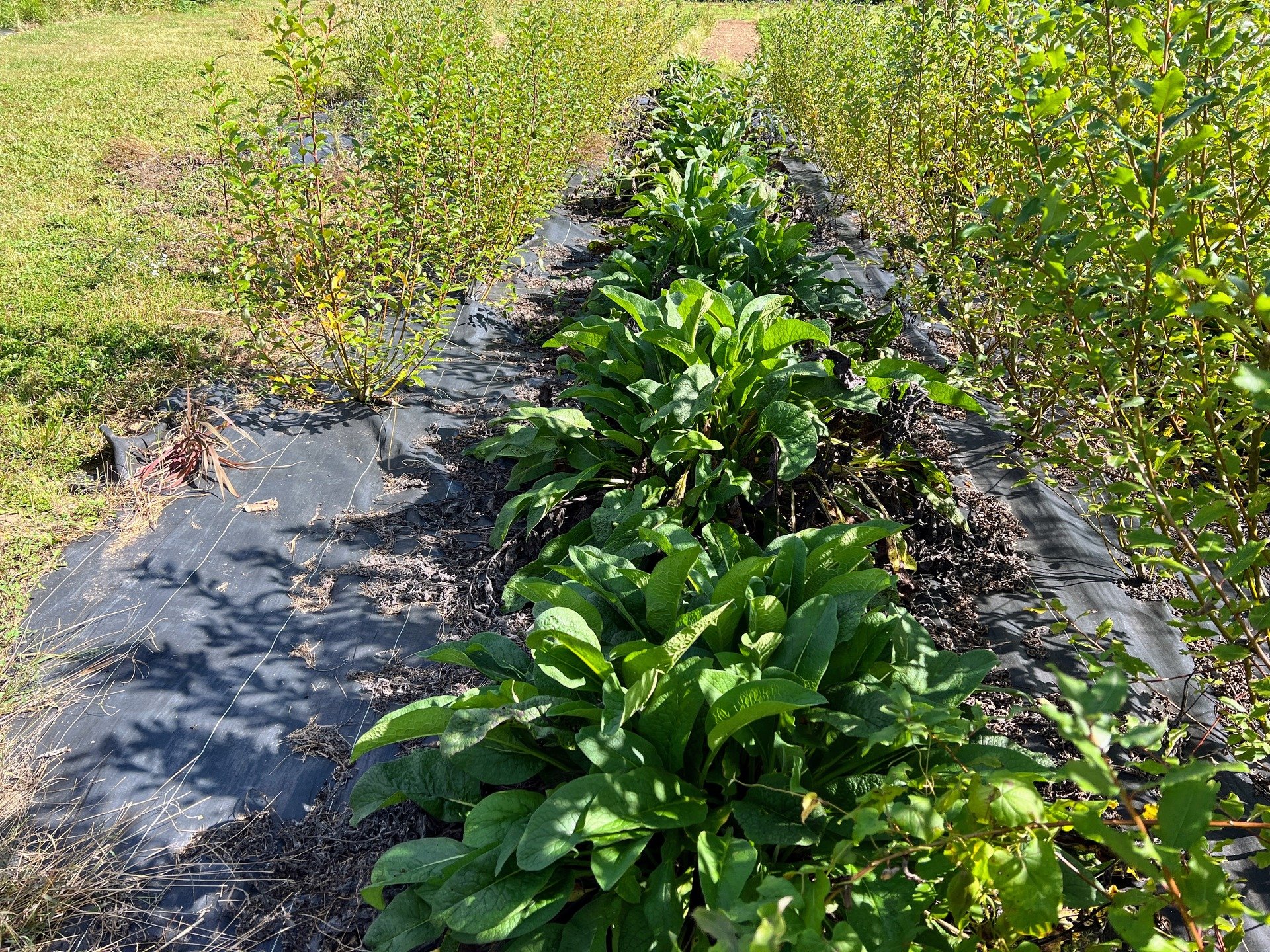 Companion Planting With Comfrey: Where to Plant