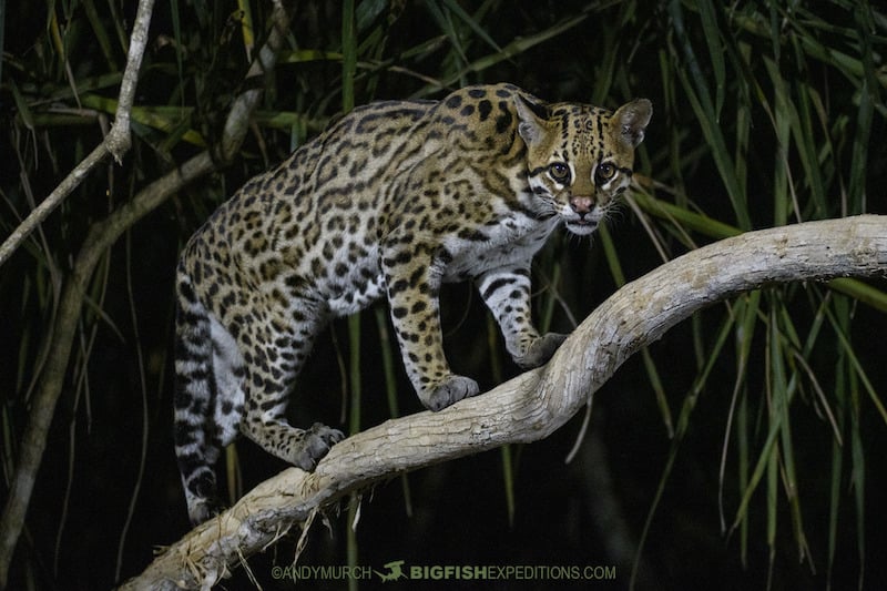 Issue 201: Ocelots