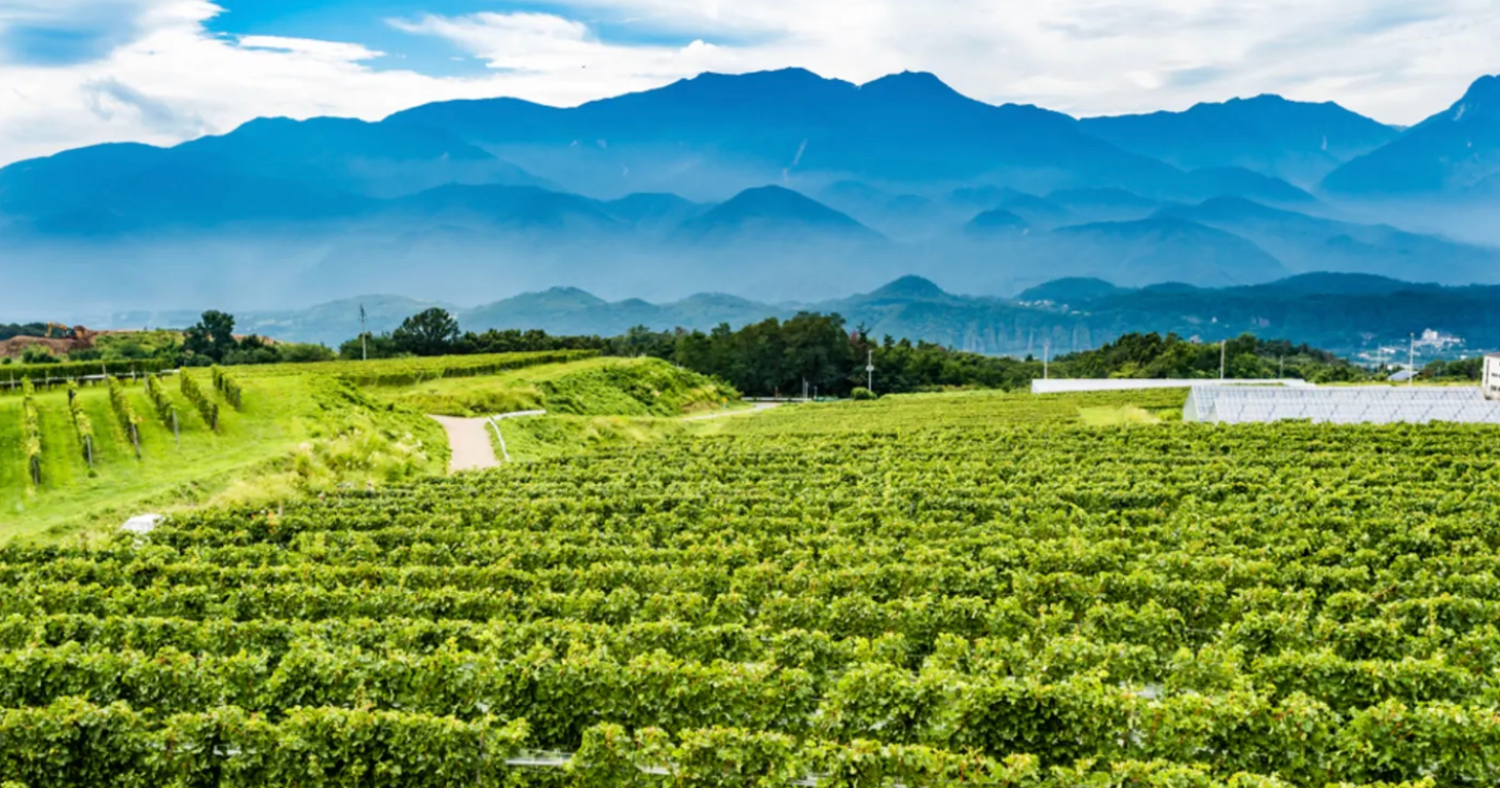 yes, japan makes wine 🍷