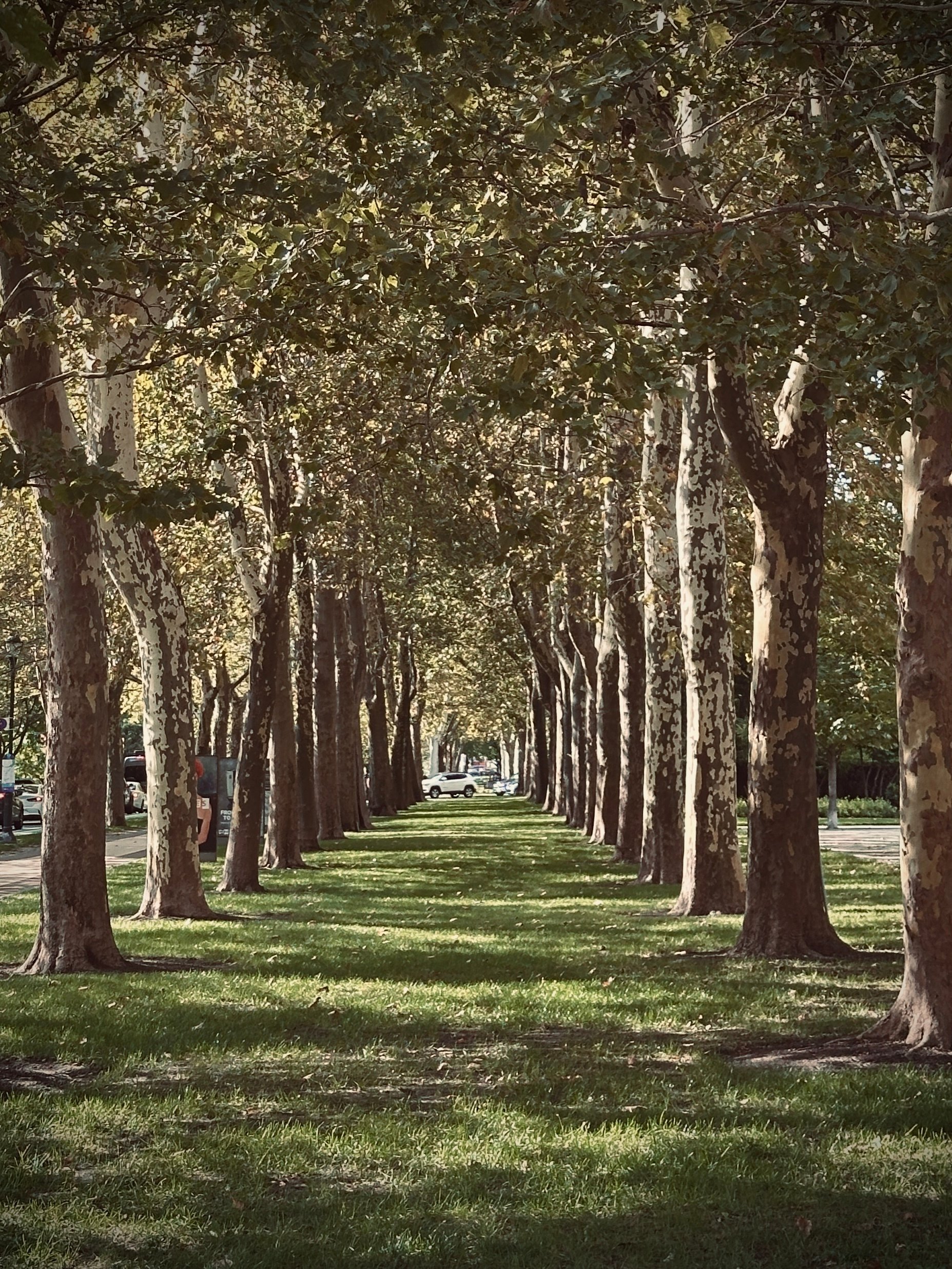 Think Without Borrowing 