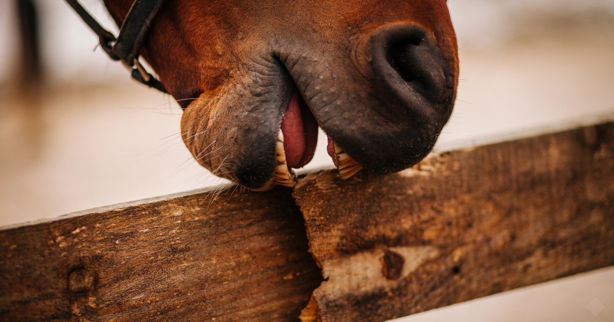 Horse Cribbing: Causes, Risks, and What You Can Do About It