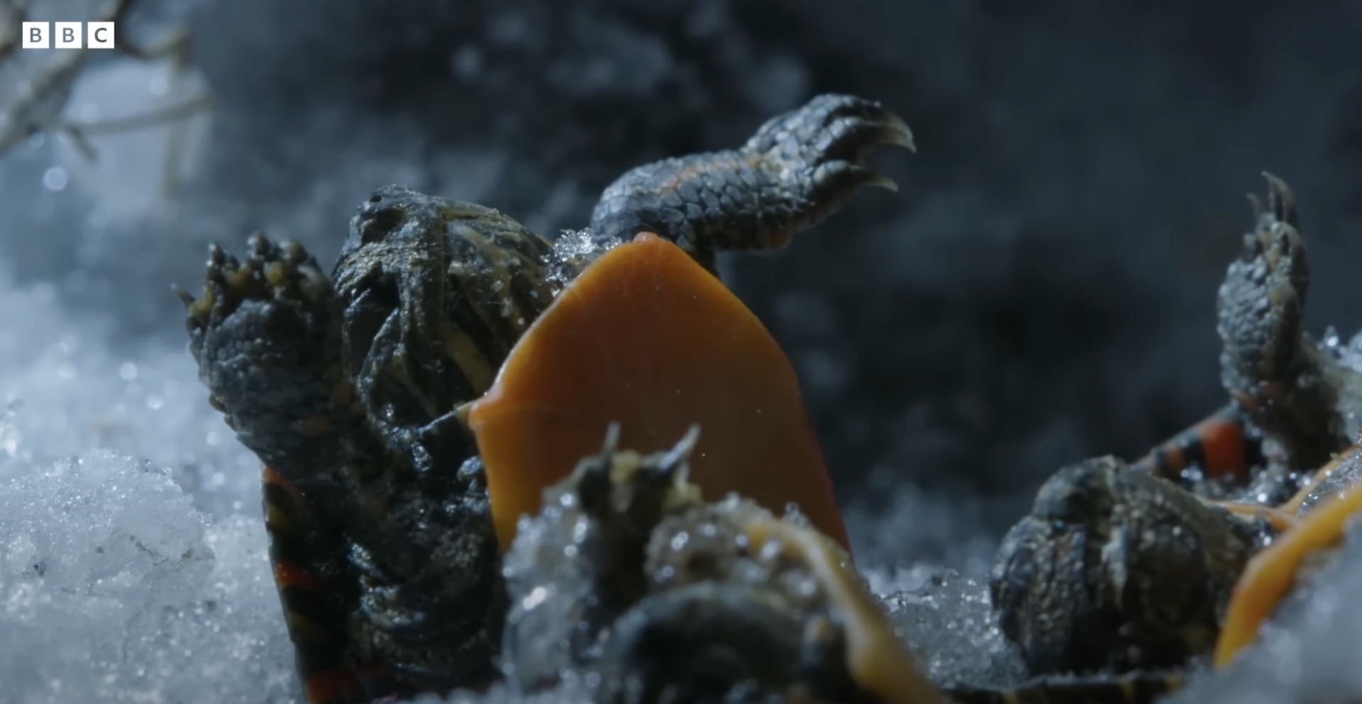 Watch These Painted Turtles Defrost Their Way Back to Life