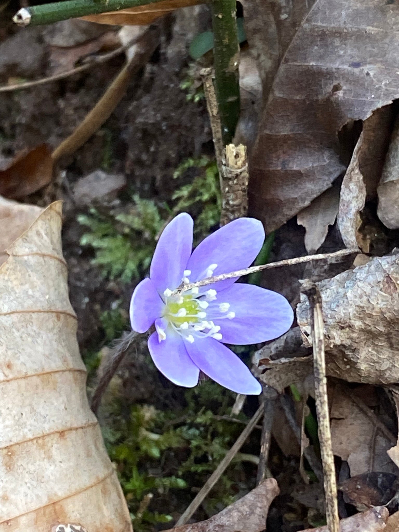 The Gulo in Nature Newsletter