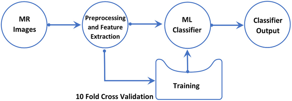 Machine Learning in MRI Characterization of Tendinous Tears in Horses