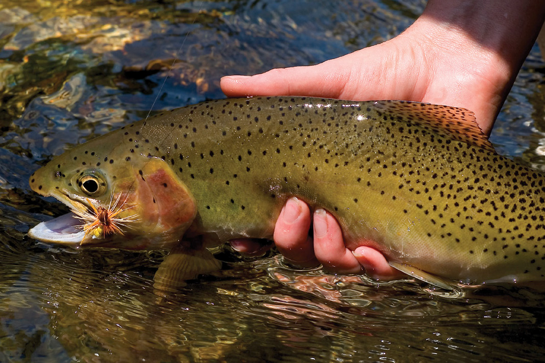 3 Pro Secrets For Catching Big Trout In Spring + A Tiny Weapon For Nonstop Action + Advice From A Fishing Guru + Roadtrip Essentials