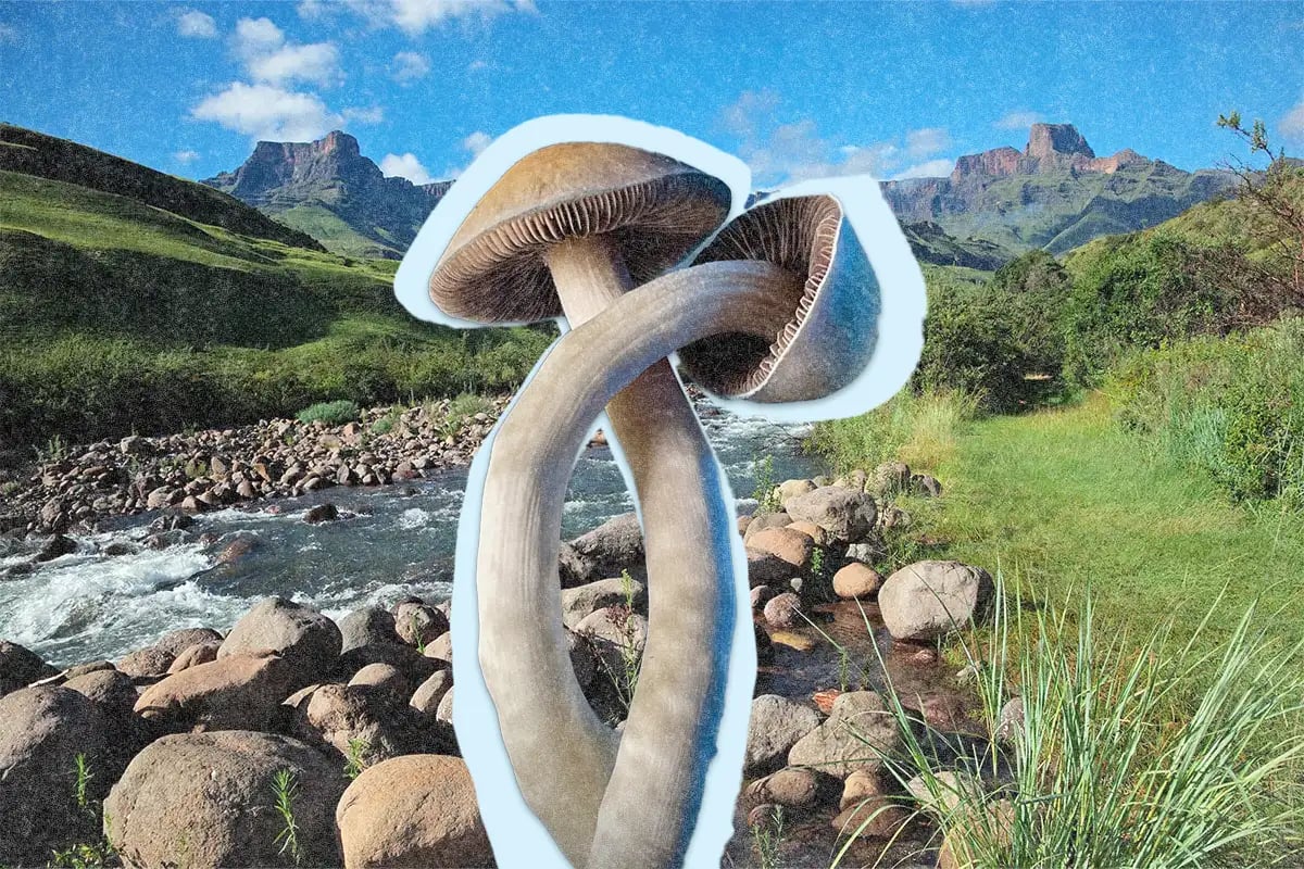 Update on the African Psilocybin Mushroom Rivaling Cubensis