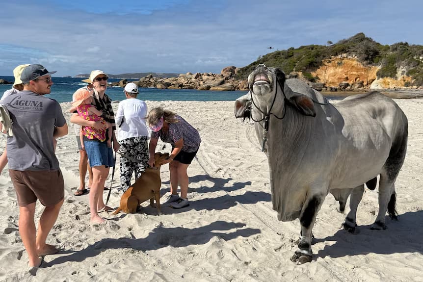 🌄 No Bluff News #16: Bruce the bull lands a book deal, St Patrick's turns 100 & Taste Great Southern is on this weekend