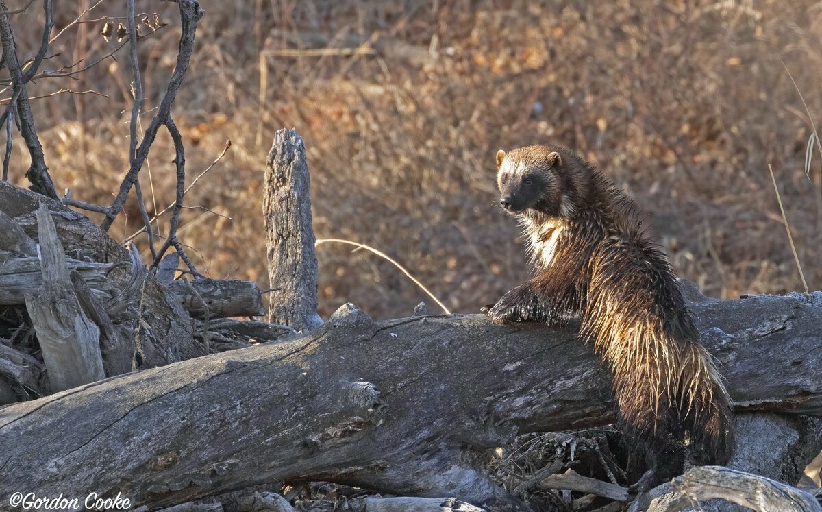 Shot of a lifetime: Calgary photographer captures wolverine on camera