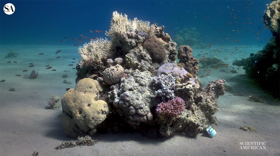 Sea-Thru is a Visual Algorithm to Magically Remove Water From Underwater Photography