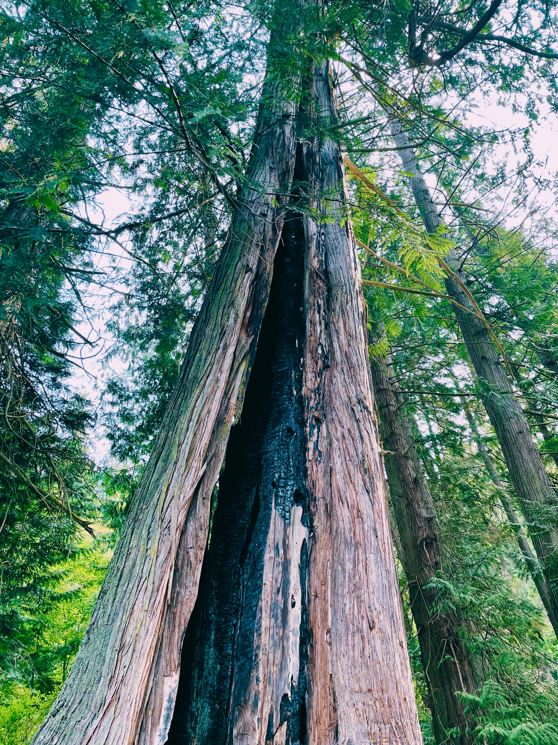 Life after the fire 🔥