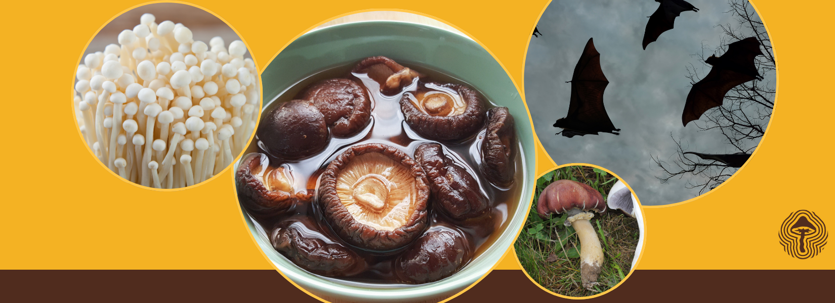 Shiitake for Skin Defense, Wine Cap for Recovery, and Psilocybin’s Nuance