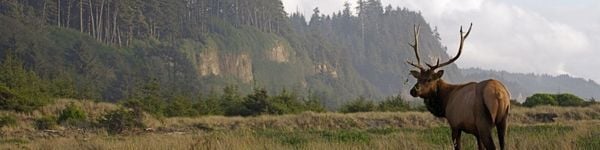 Outdoor: The Top US National Parks for Wildlife